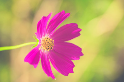 粉色格桑花波斯菊