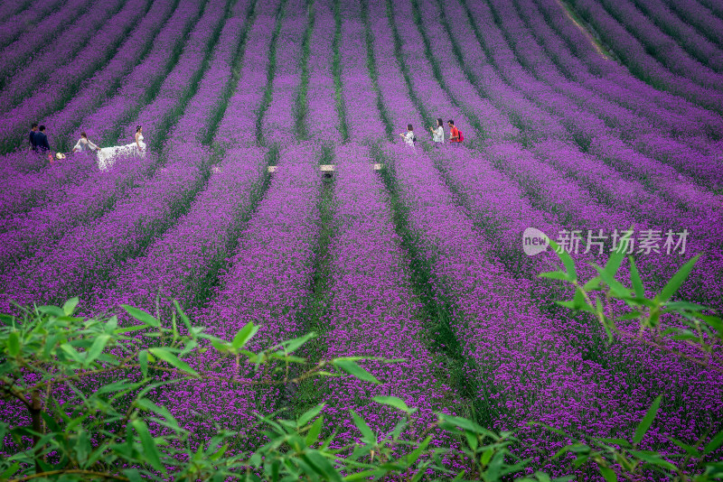 紫颐香薰山谷紫色花海薰衣草马鞭草