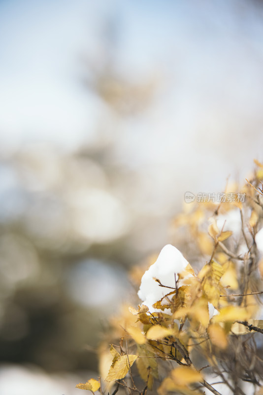 冬天户外白雪堆积的植物