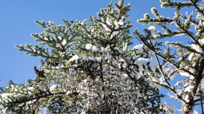 四川甘孜海螺沟冬季森林植被的雪景