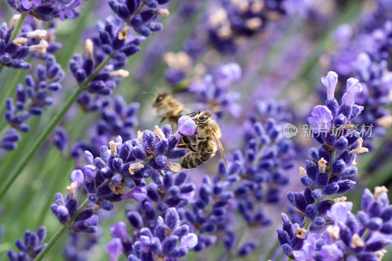 蜜蜂在薰衣草花丛里采蜜