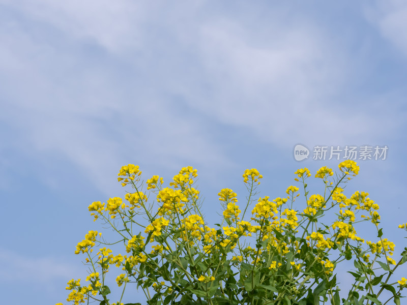 春天田野里盛开的油菜花自然风景背景农业