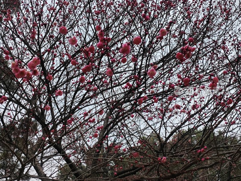 满树盛开的粉红色梅花景象