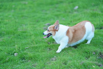 草地上的柯基犬