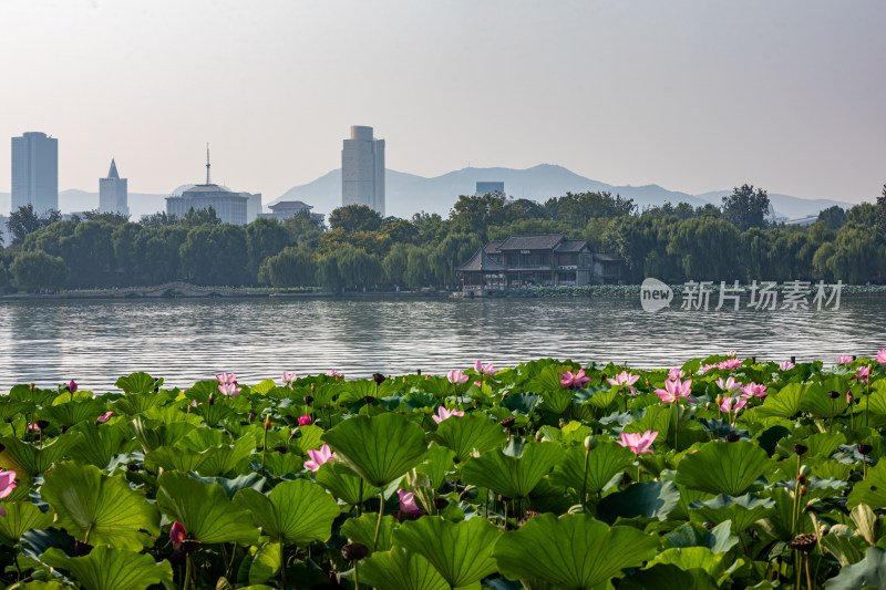 山东济南大明湖风景区夏日荷花景点景观