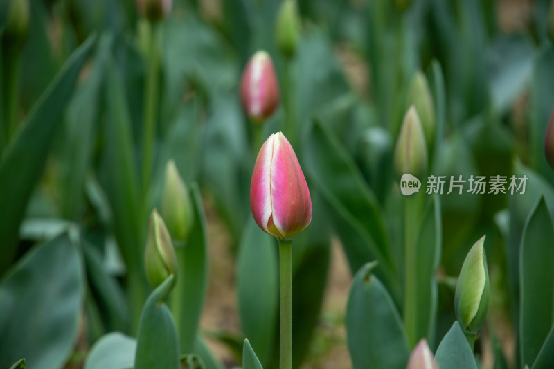 春天含苞待放的红色郁金香花海