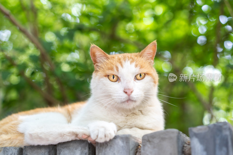 在园林休息小猫