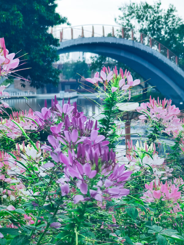 佛山市千灯湖公园醉蝶花花海