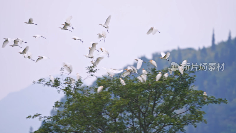 湿地公园里的白鹭群