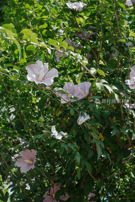 北京圆明园木槿花