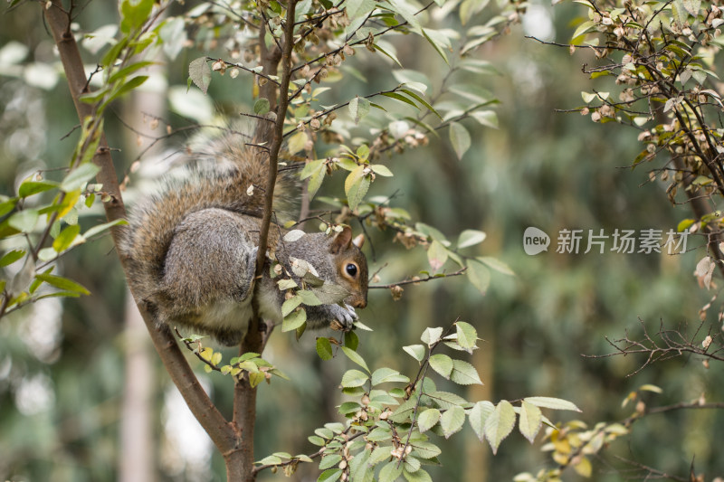 树枝上的野生松鼠