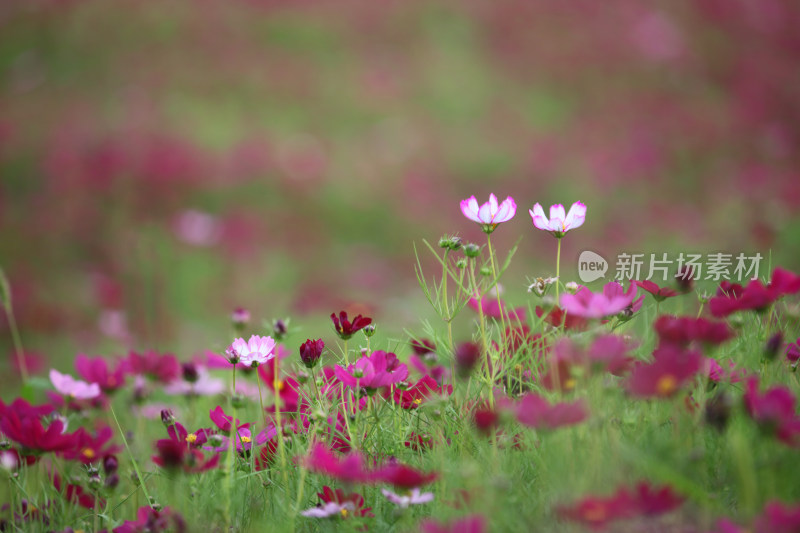 虞美人秋英花格桑花花海