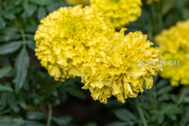 花坛中，盛开的万寿菊特写