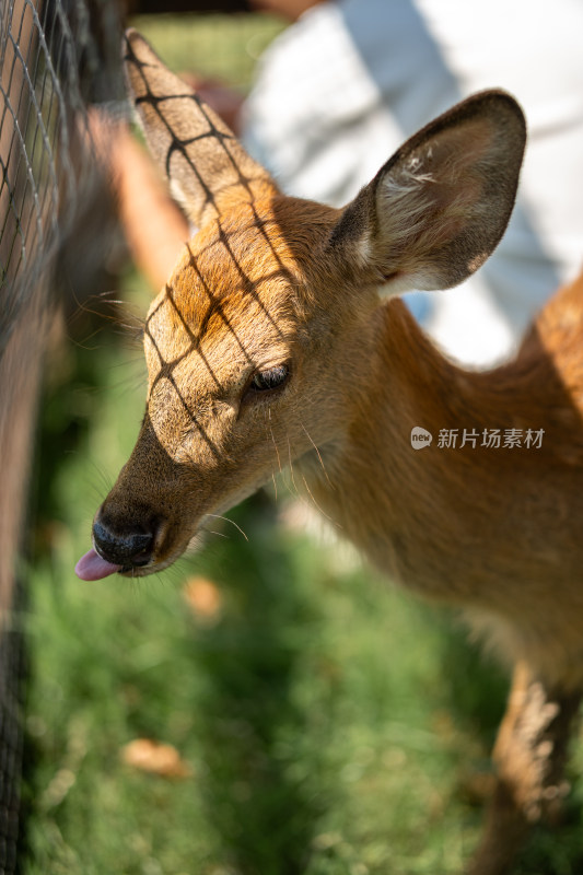 草地上的梅花鹿