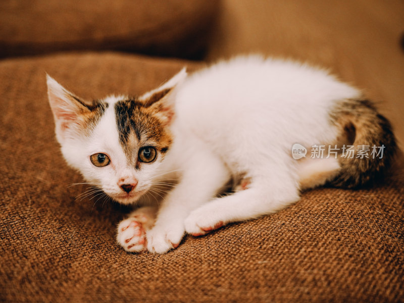 室内自在玩耍的三花小奶猫