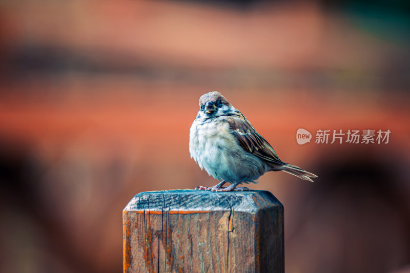 麻雀栖息在木柱上的特写镜头