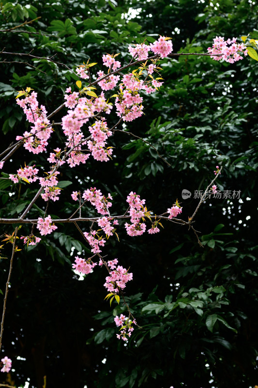 盛开的粉色樱花枝条