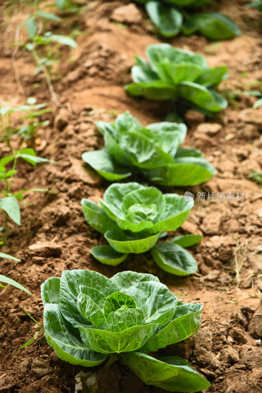 温室大棚蔬菜种植