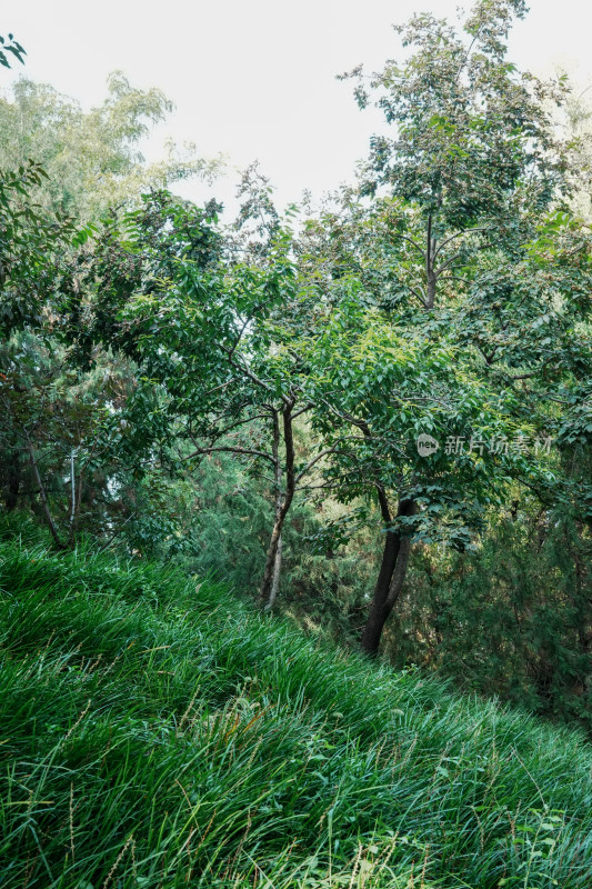 北京圆明园公园树林风景