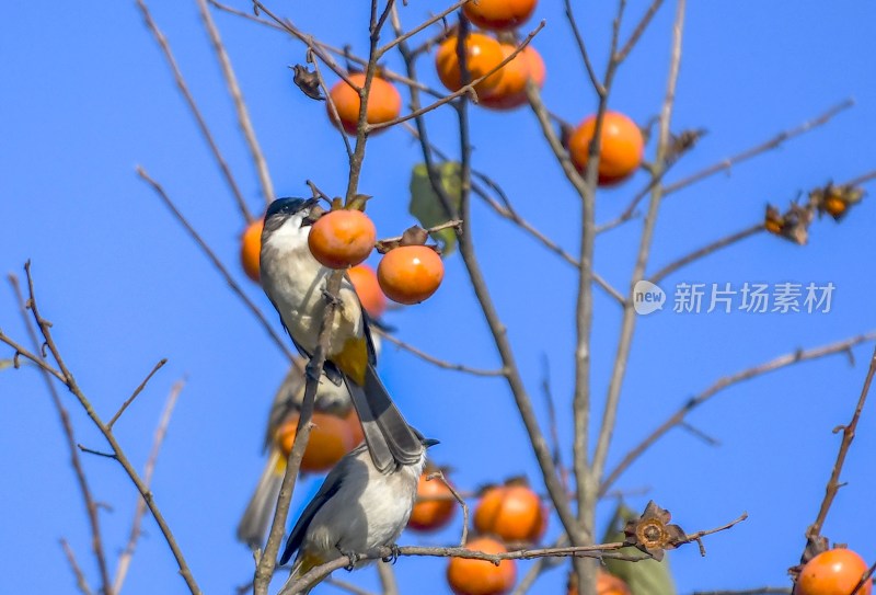 重庆酉阳：“灯笼”上的来客