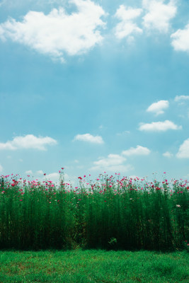 夏日格桑花