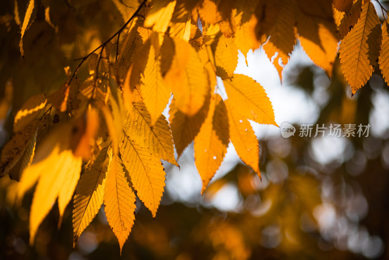 秋日的树叶