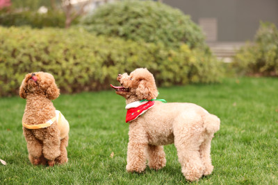 两只草地上玩耍的泰迪犬
