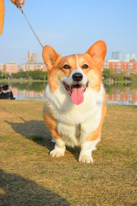 草地湖畔的柯基犬