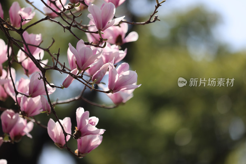 杭州西湖第一名园西湖国宾馆的玉兰花
