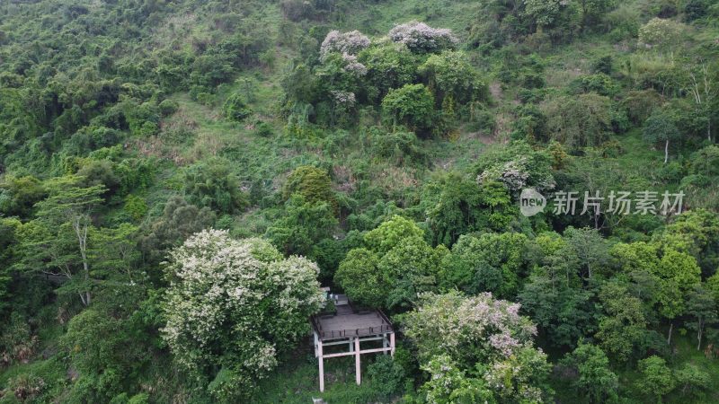 广东东莞：航拍银瓶山森林公园短萼仪花