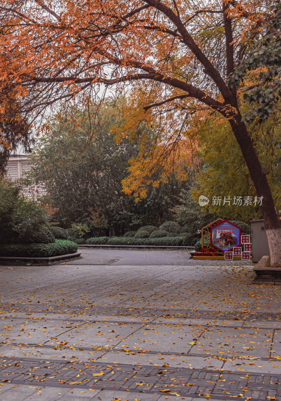 天津北宁公园秋天景色