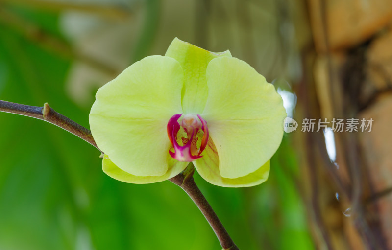 广州麓湖公园麓湖花园黄色蝴蝶兰鲜花植物