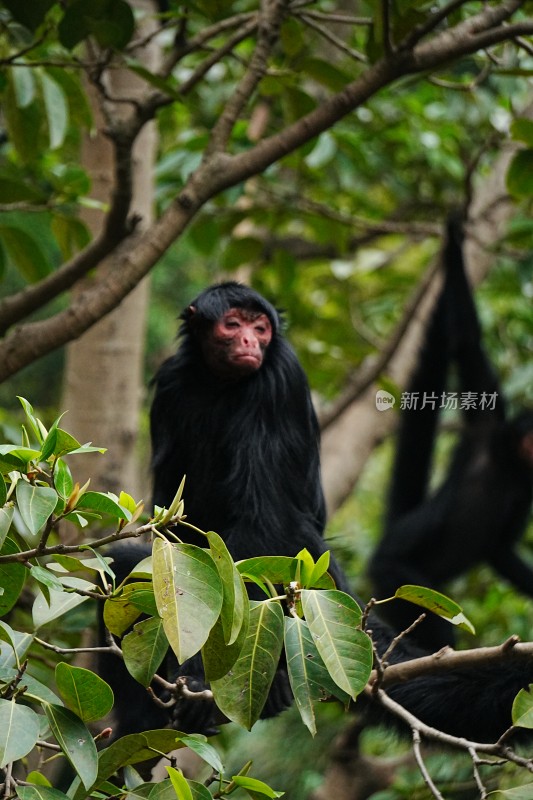 黑叶猴栖息于树枝场景