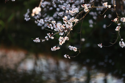 春天樱花盛开特写