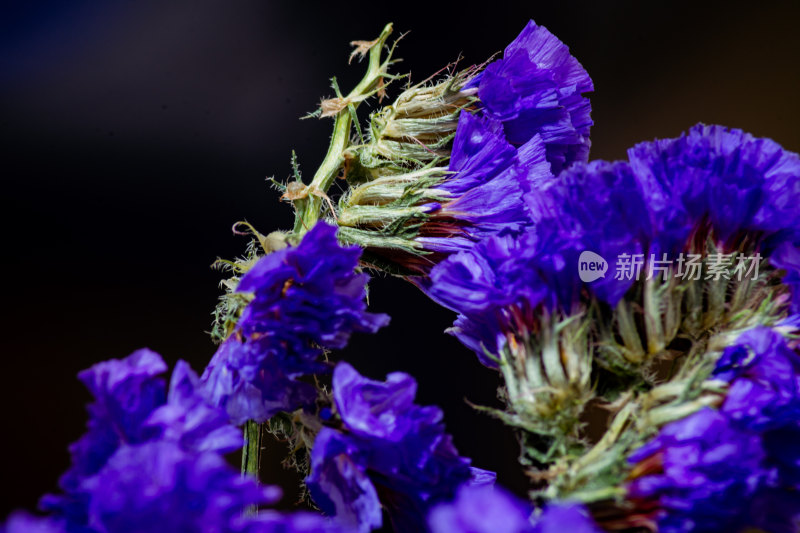 紫色勿忘我花朵微距特写