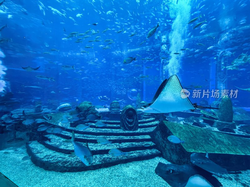 三亚亚特兰蒂斯酒店的水族馆