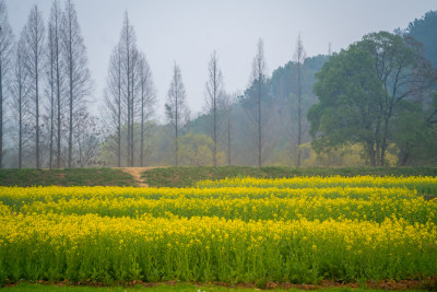 武汉东湖油菜花花海