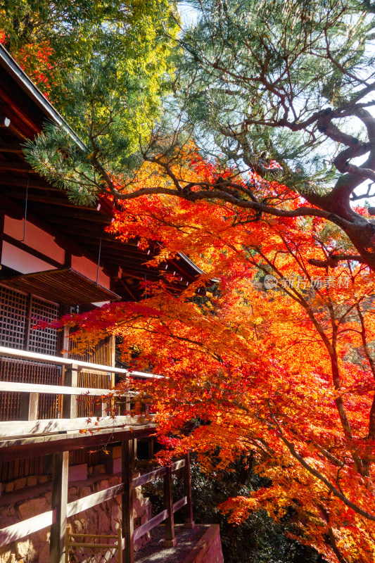 庭院 日式 枫叶 秋天 京都