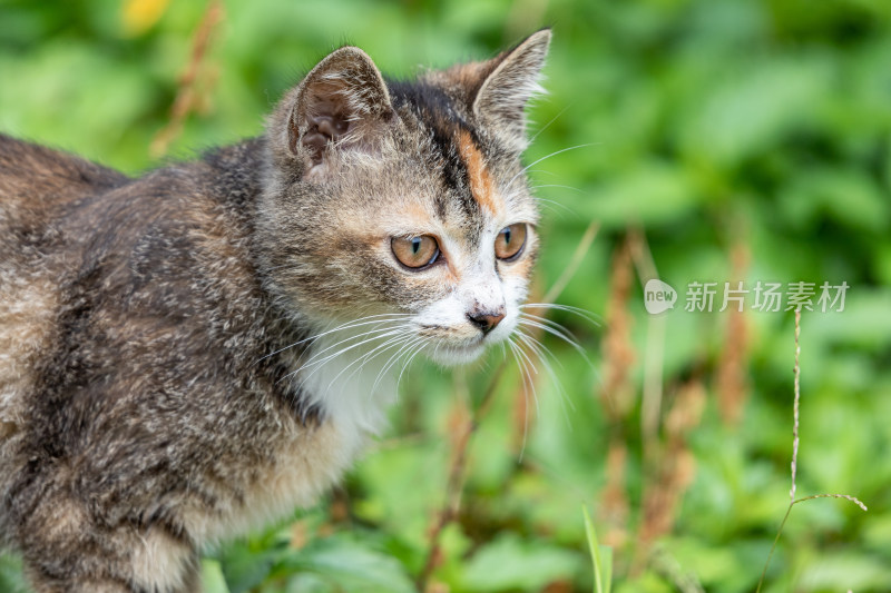 狸花猫、小猫咪