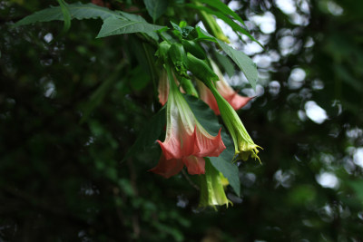 曼陀罗花朵