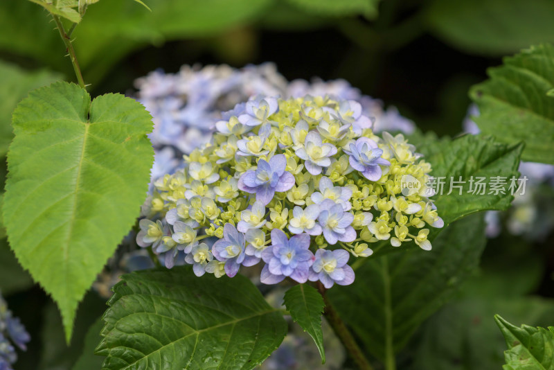 夏天盛开的蓝色绣球花特写