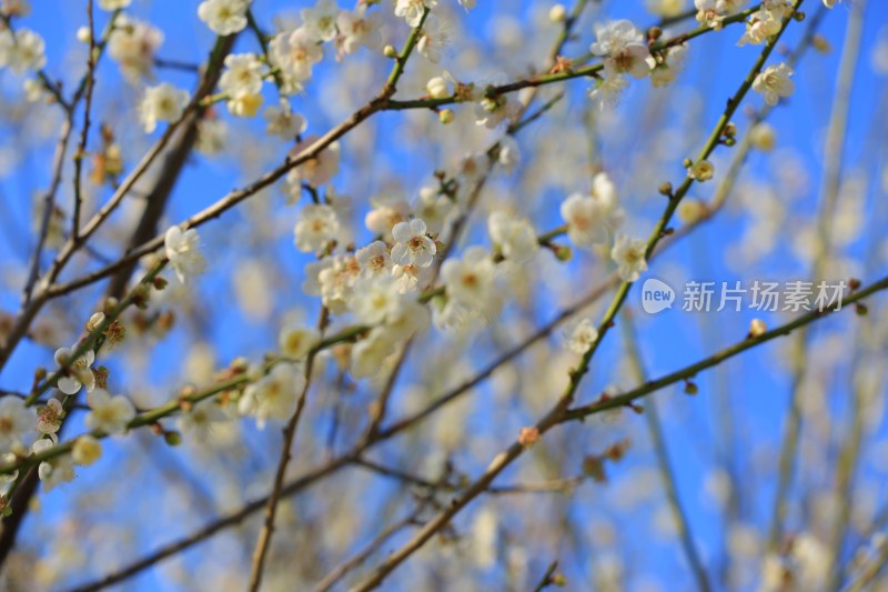 蓝天背景下盛开的白色花朵