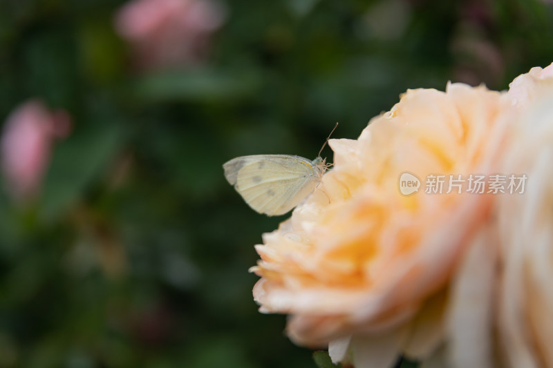 玫瑰花、月季花