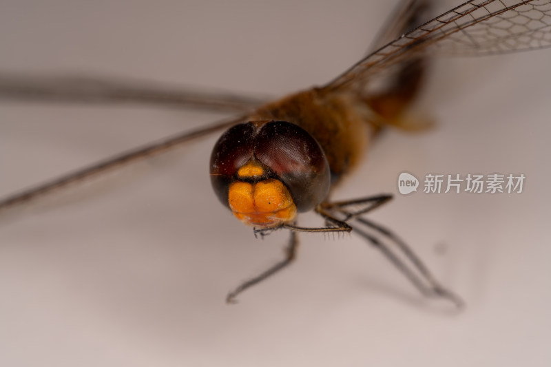 蜻蜓头部特写展示昆虫独特面容细节