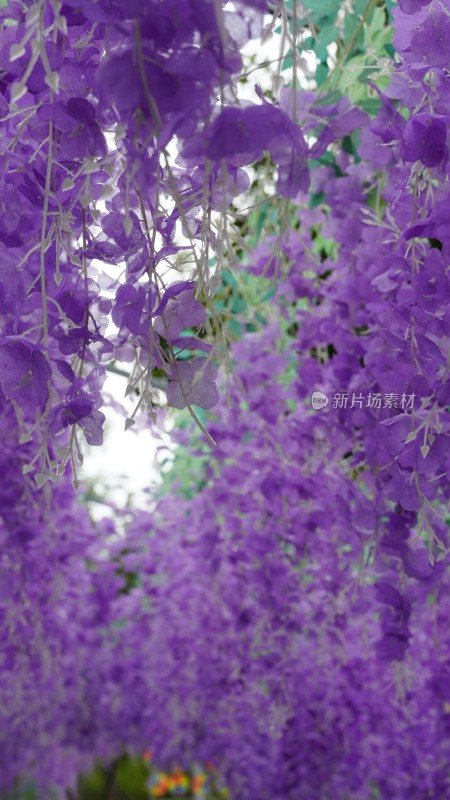 紫色藤蔓的花