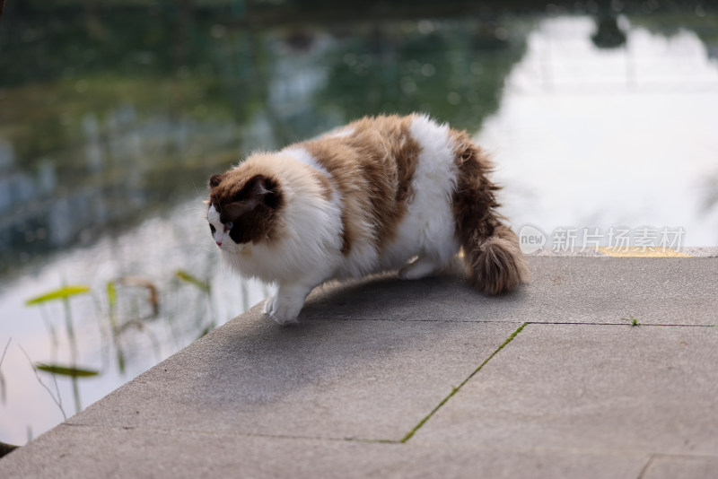 一只在湖边行走的布偶猫