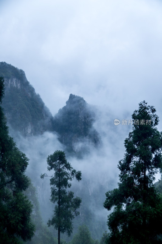 云雾缭绕的高山森林