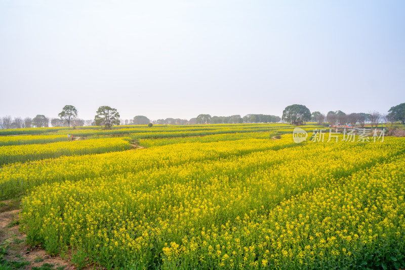 武汉东湖油菜花花海