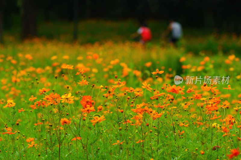 唯美格桑花花丛