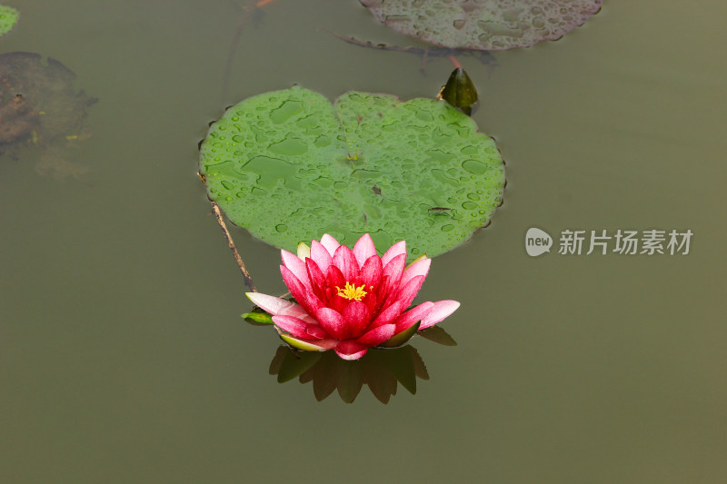 秋天池塘的睡莲